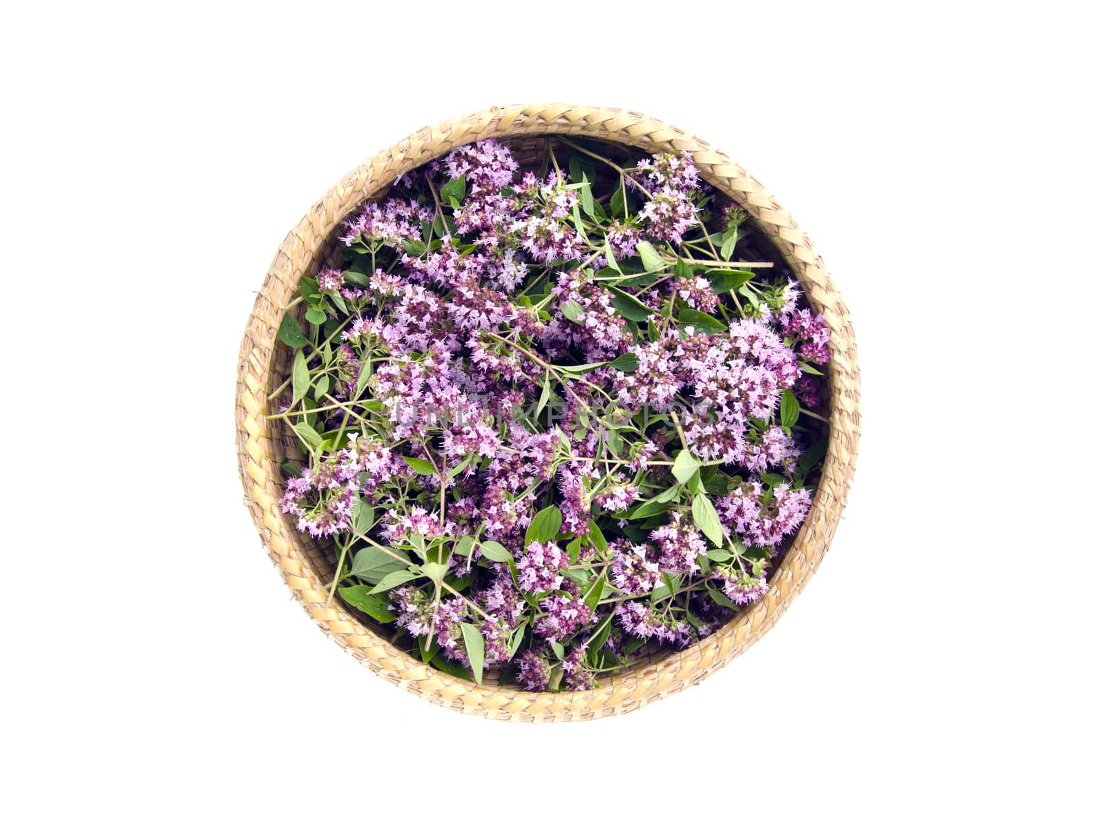 oregano wild marjoram (Origanum vulgare) medical flowers in basket by alis_photo