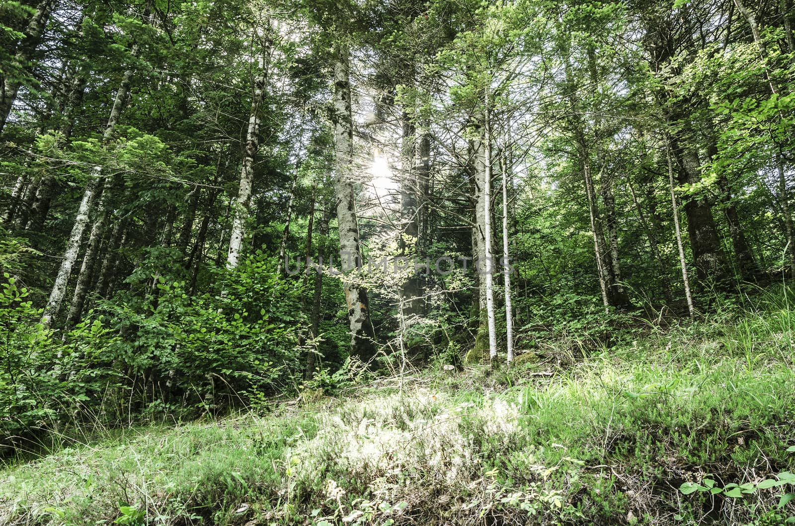 Beautiful nature photography inside the forest in Spain. The fog is adding mystical atmosphere in this otherwise boring forest beautiful sun rays are cutting the fog and make the picture more dramatic.