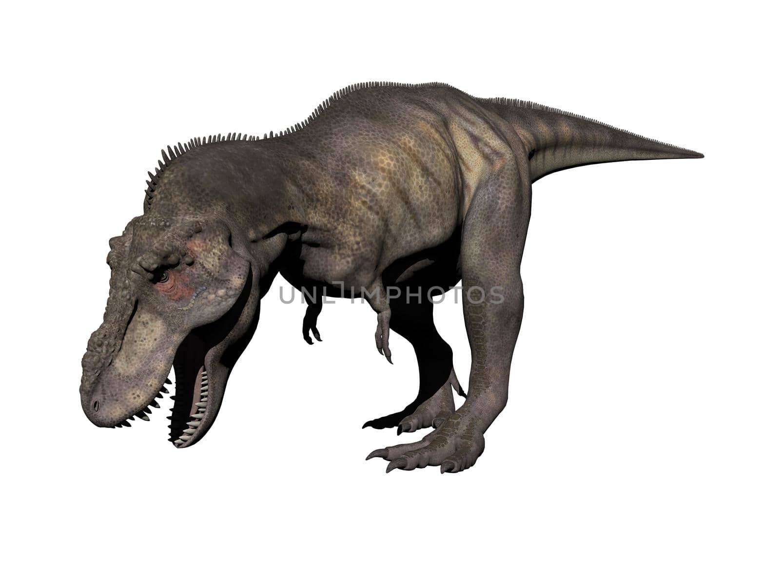 tyrannosaurus dinosaur in white background - 3d render