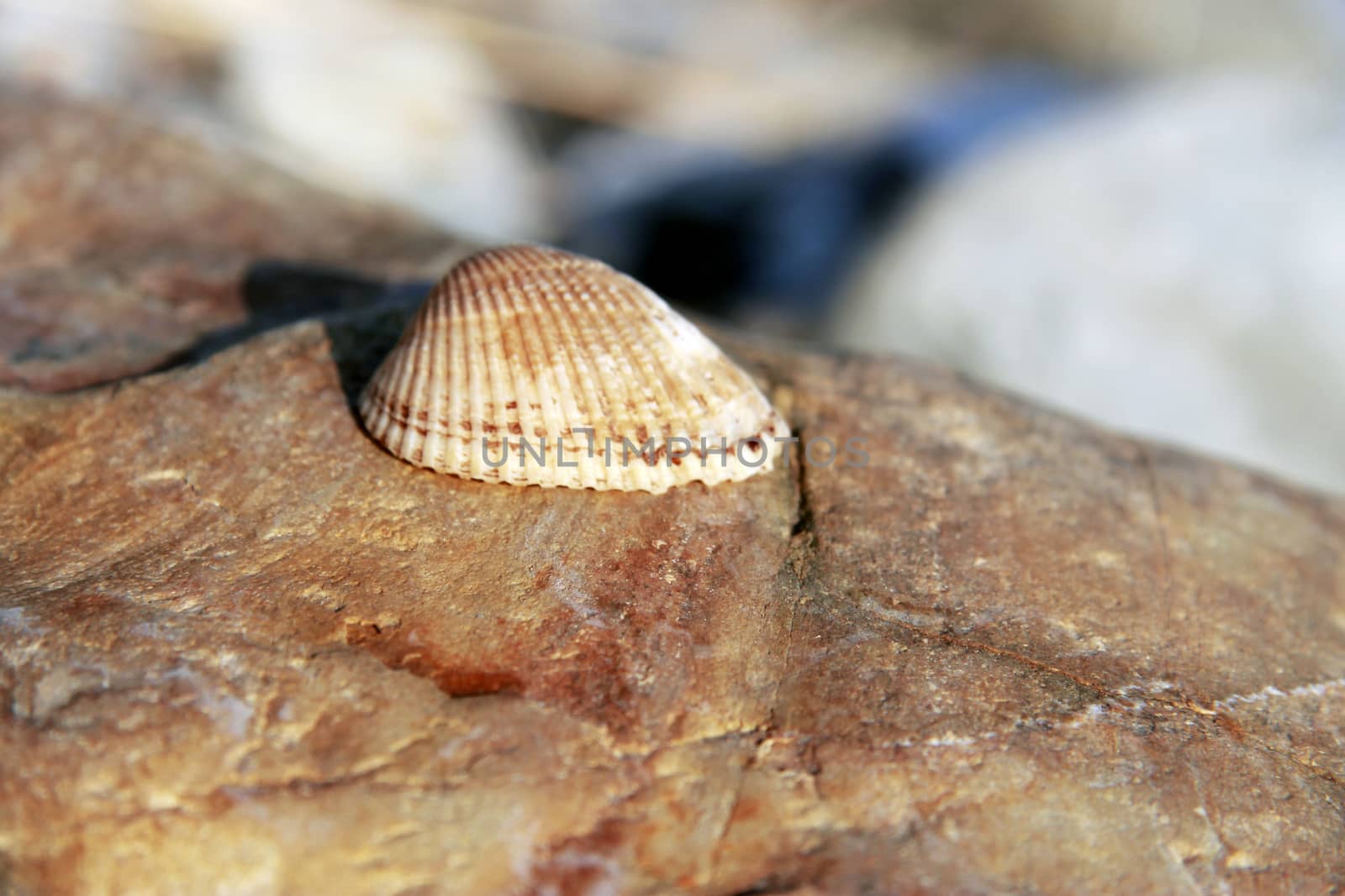 Sea shell laying on the stone near the seashore