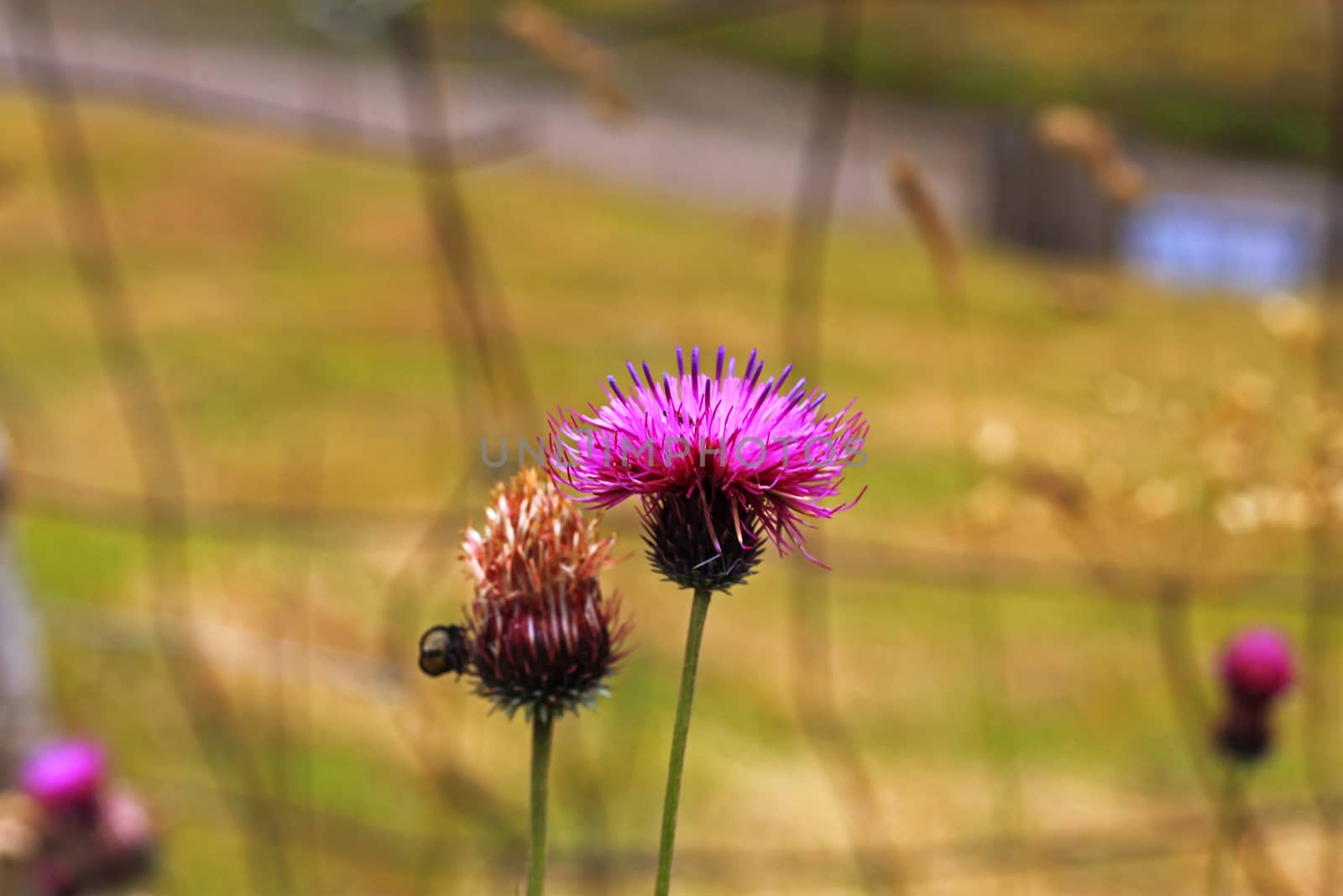 Blue Flower with a pins on the summer green meadow