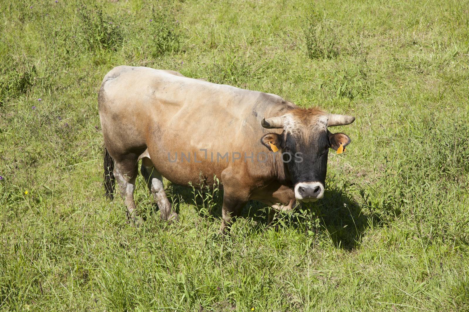 big brown cow looking at camera near Cangas de Onis in Asturias Spain