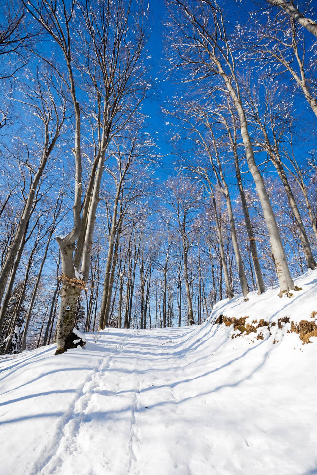 Covered snow footpath through forest with frozen trees on a sunny winter day