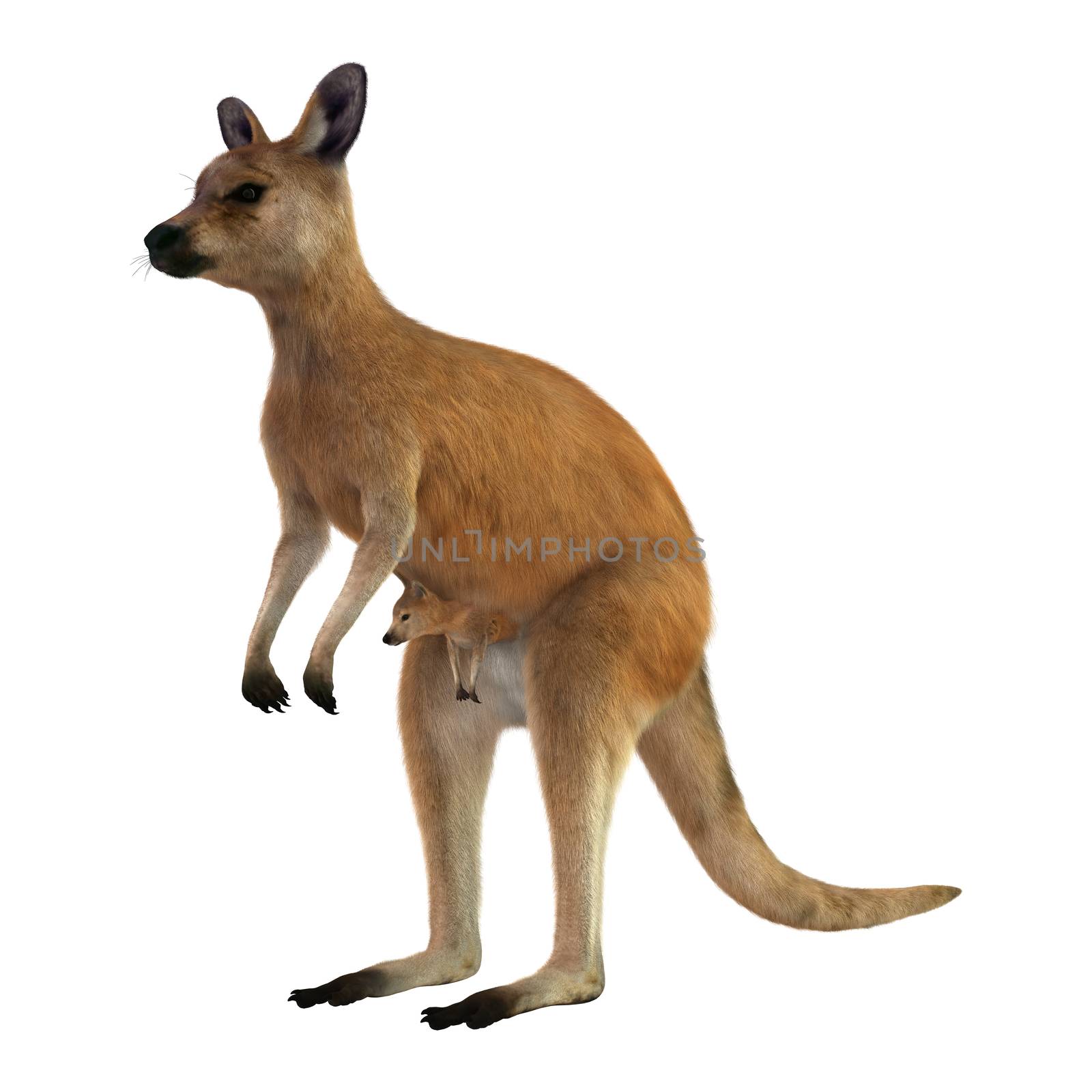 3D digital render of a red kangaroo caring a cute joey in a pouch isolated on white background