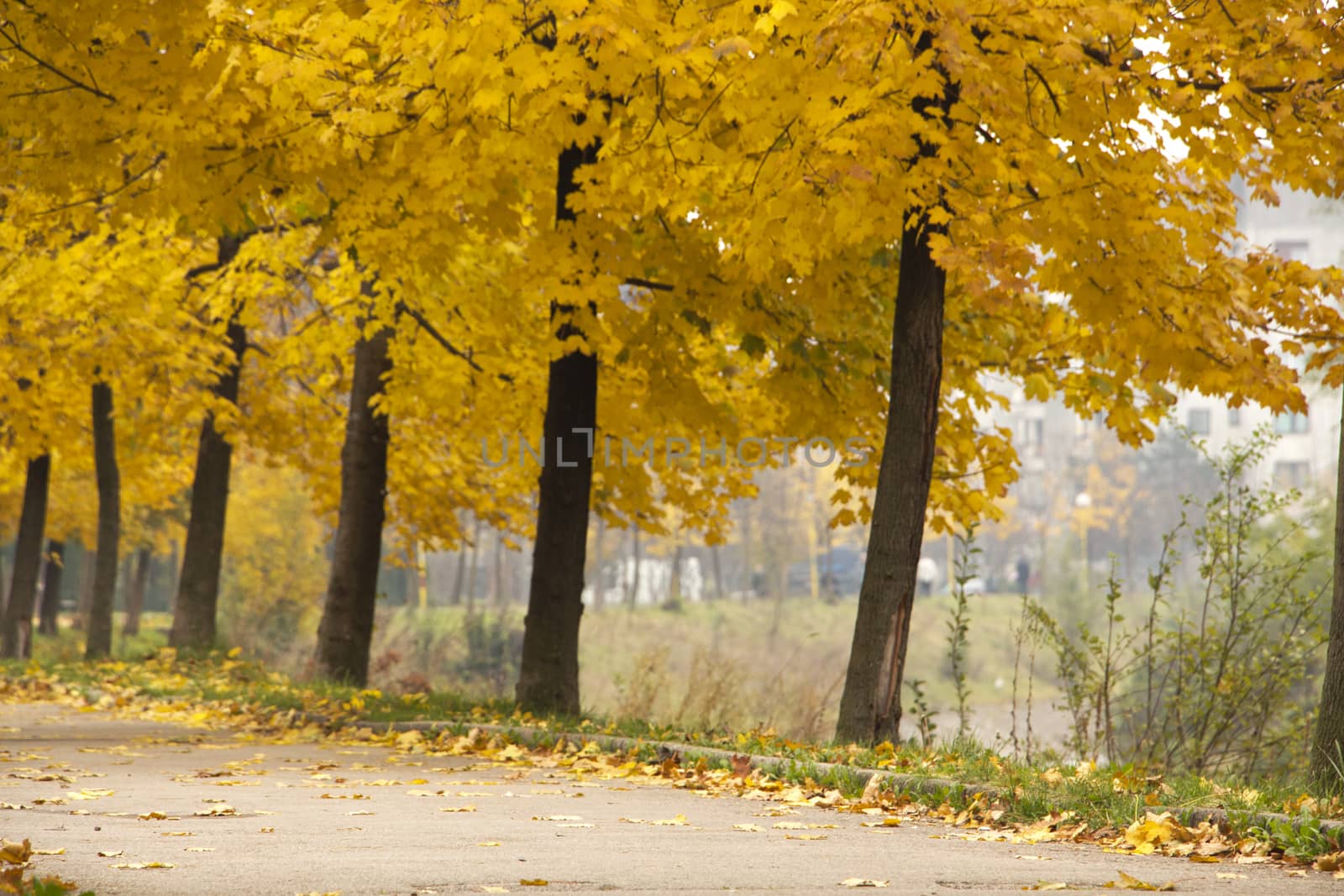 Autumn trees by sidewalk