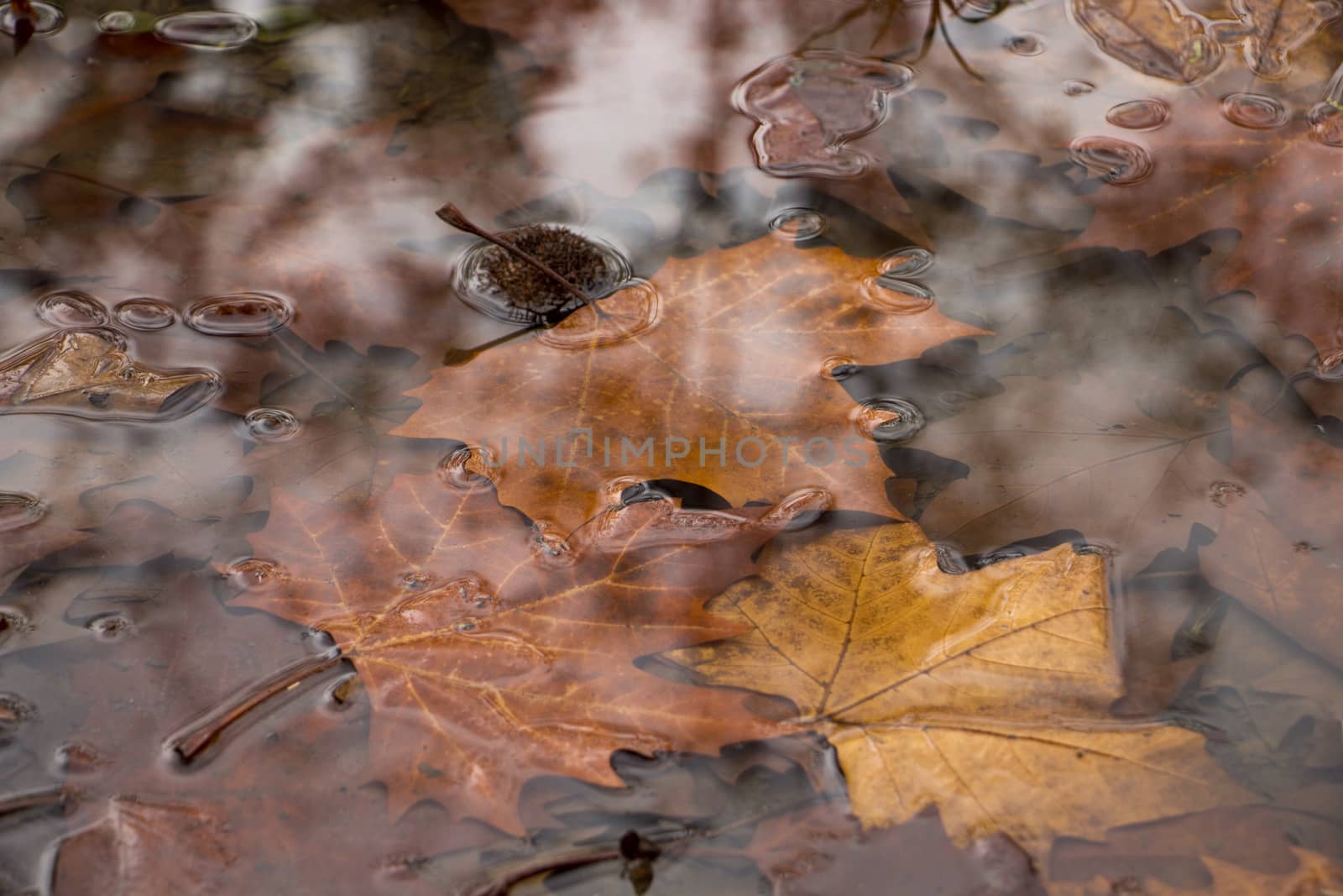 Autumn leaves in pool