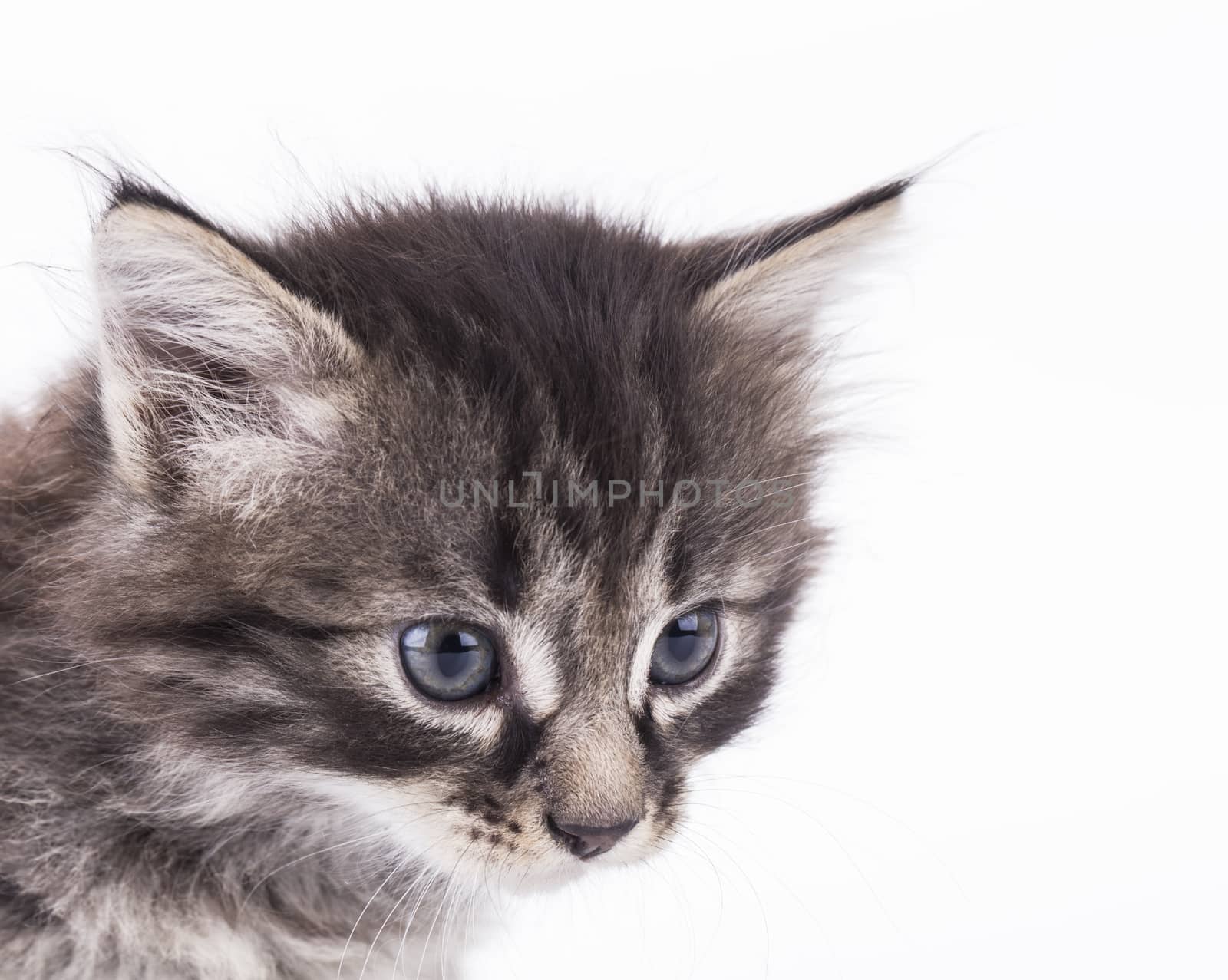 kitten on a white background by ozaiachin