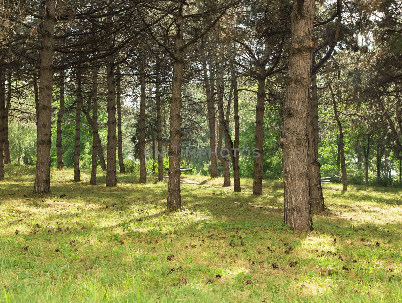 Path in forest. by ozaiachin