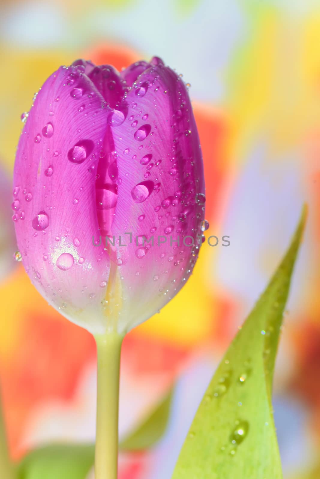 fresh tulips by jordachelr