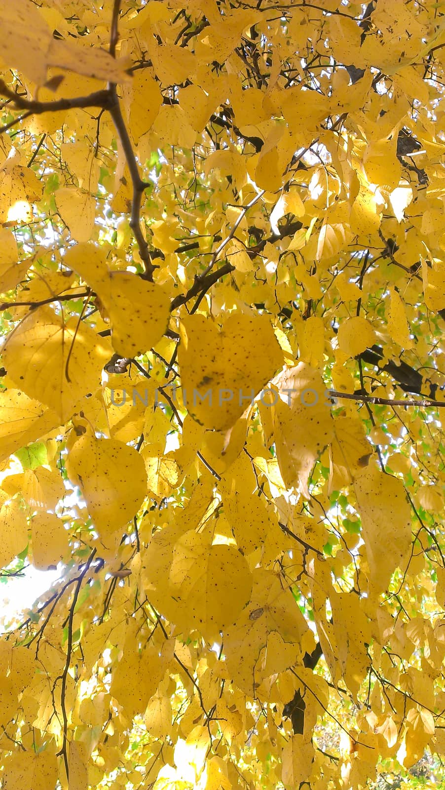 Collection of Beautiful Colorful Autumn Leaves / green, yellow, orange, red 