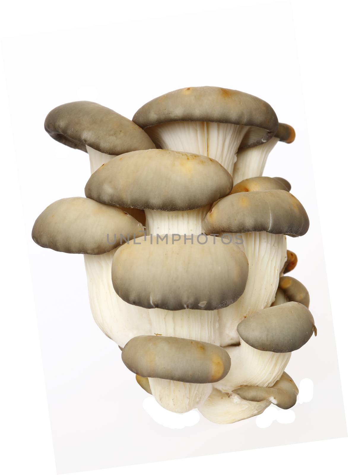 bunch of the oyster cap mushroom by Mibuch