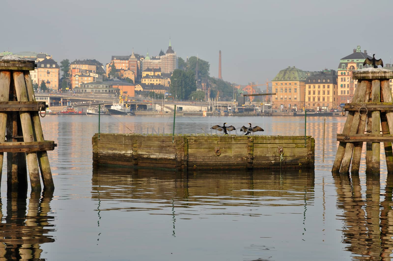 Birds playing on a jetty in Stockholm Sweden an early morning.