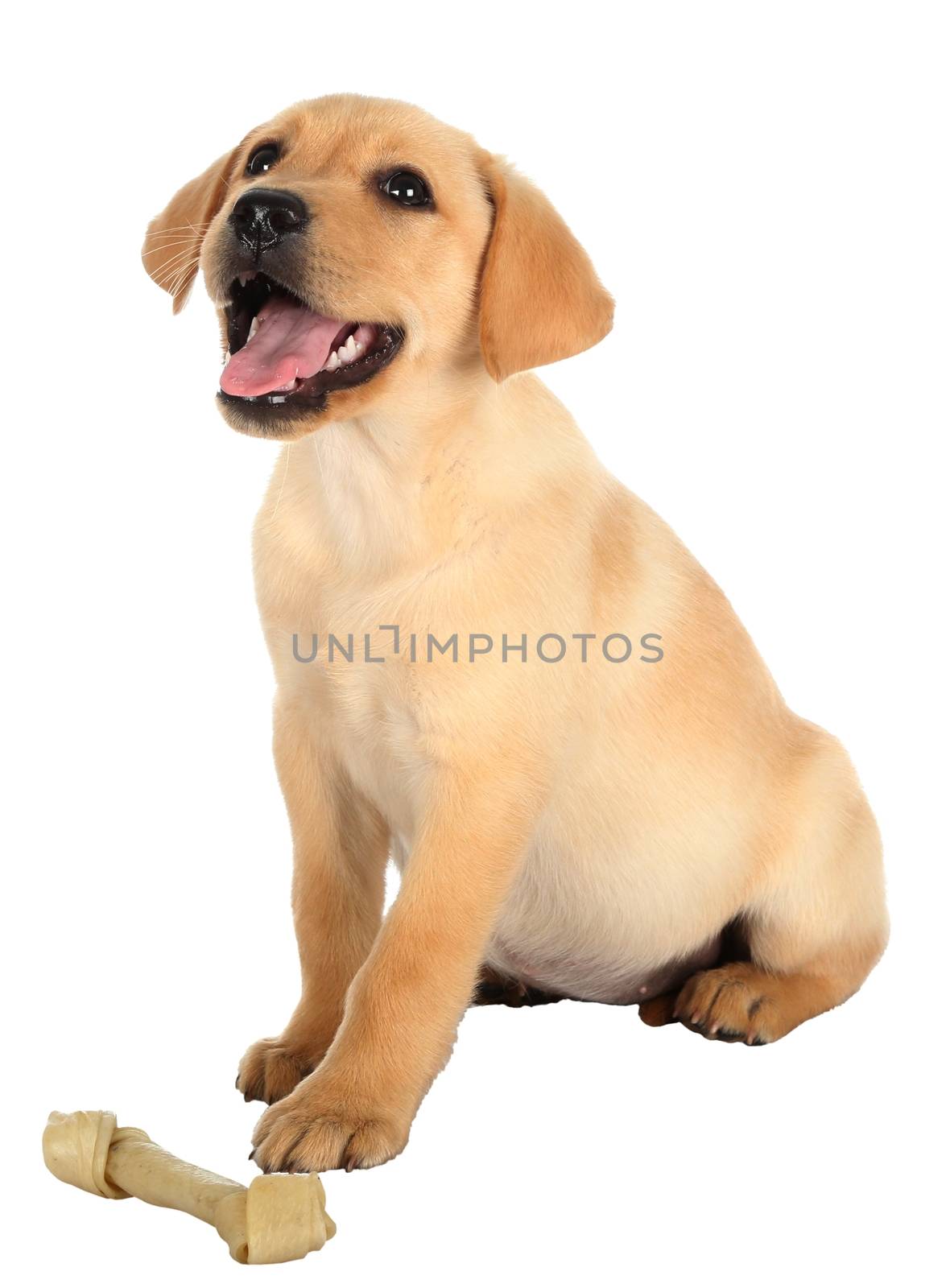 Happy Labrador Puppy by fouroaks