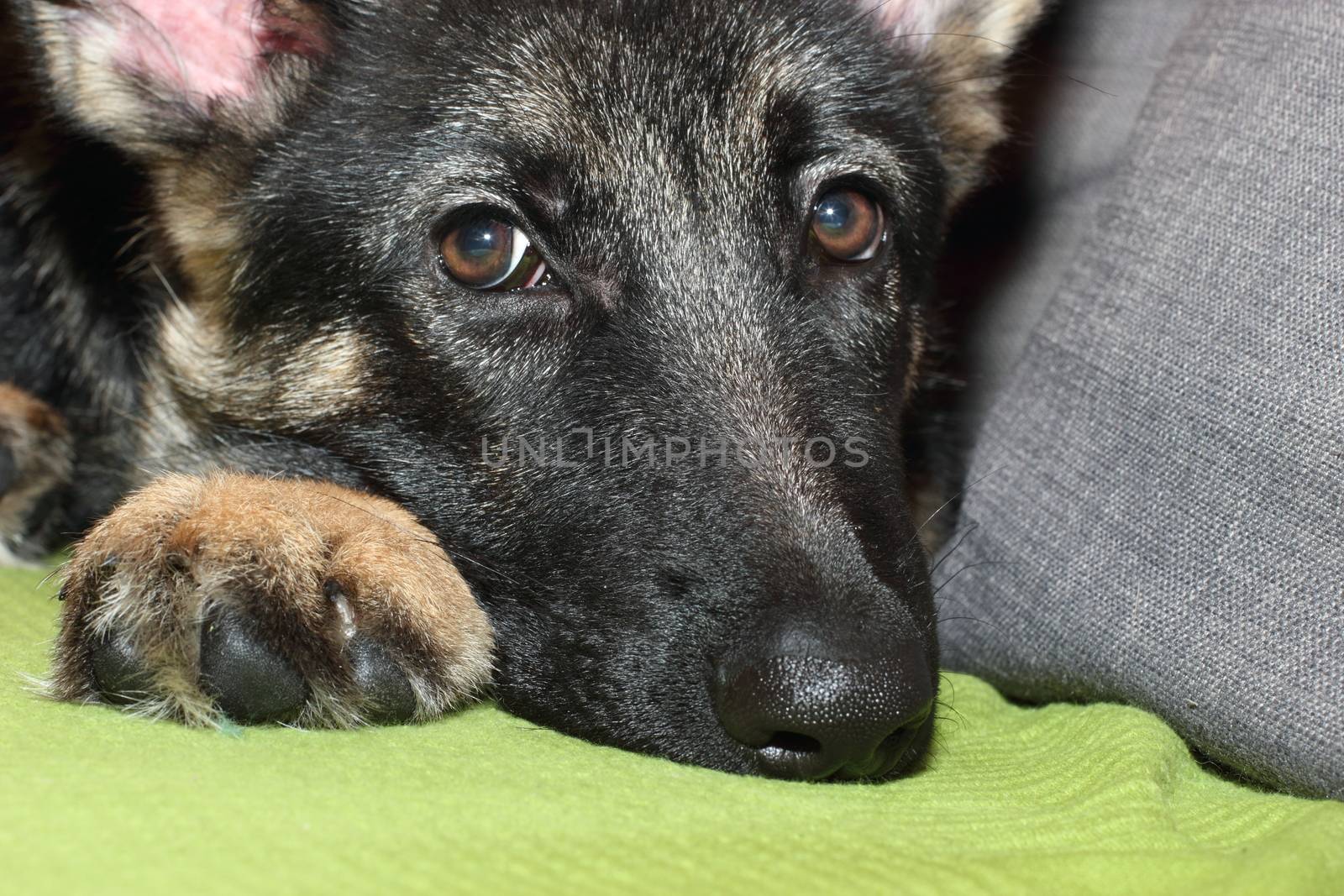 Grown German shepherd puppy by Metanna
