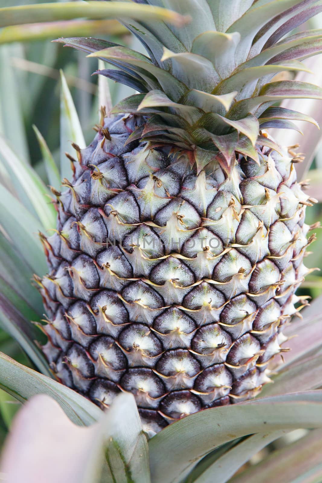 Fresh Pineapple in farm.