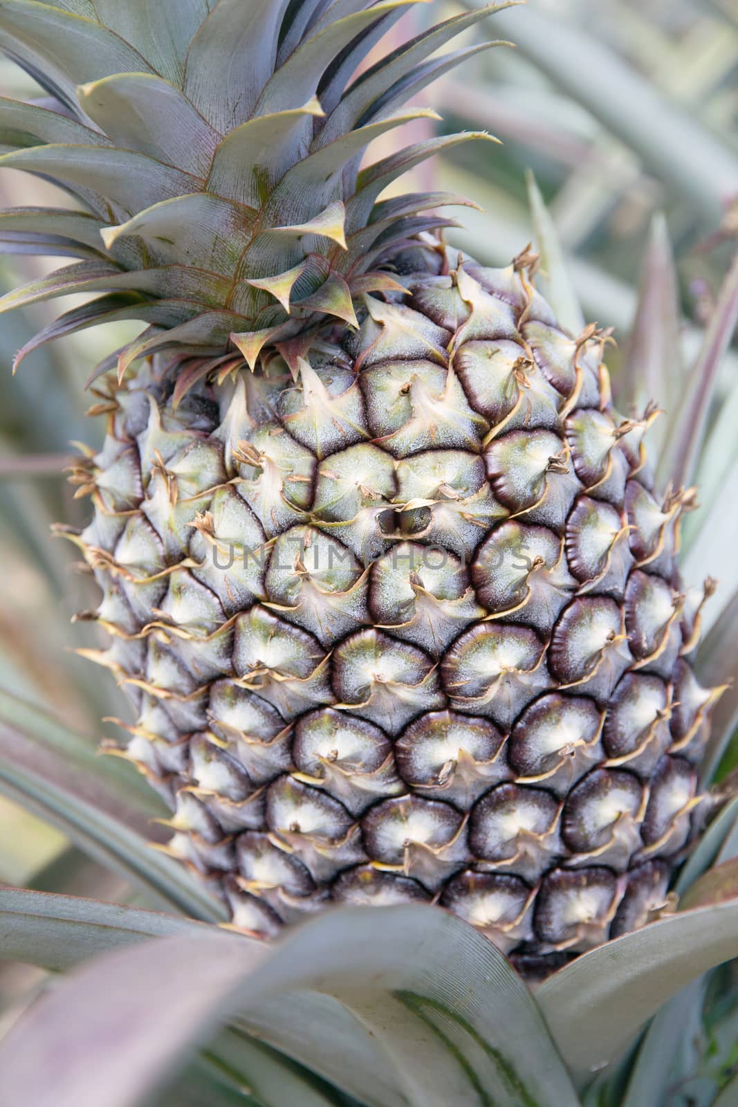 close up image of Fresh Pineapple in farm.