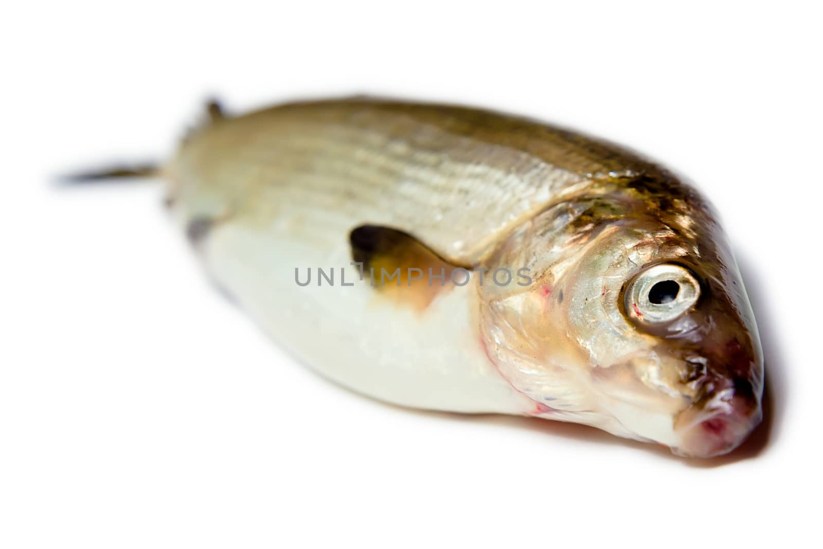 fresh fish on a white background. herring