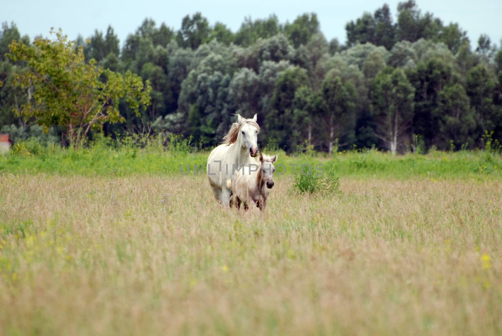 white horse with foal graze on the field