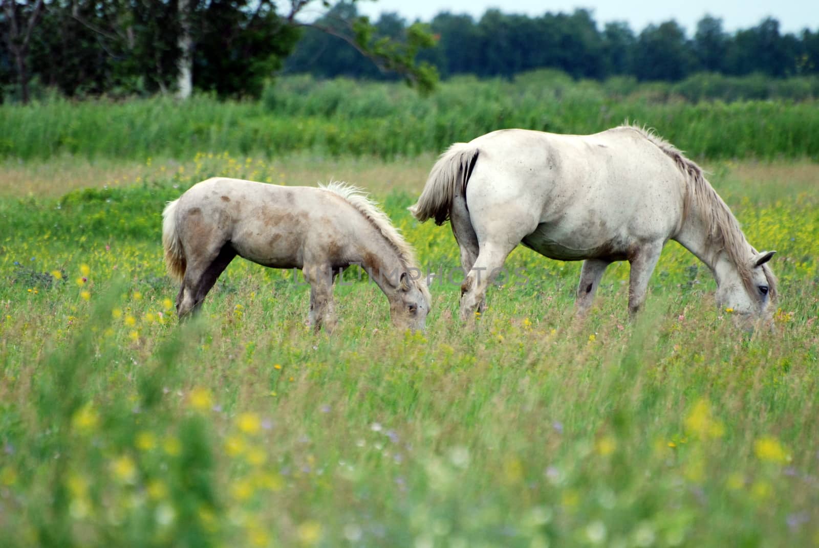 white horse with foal graze on the field