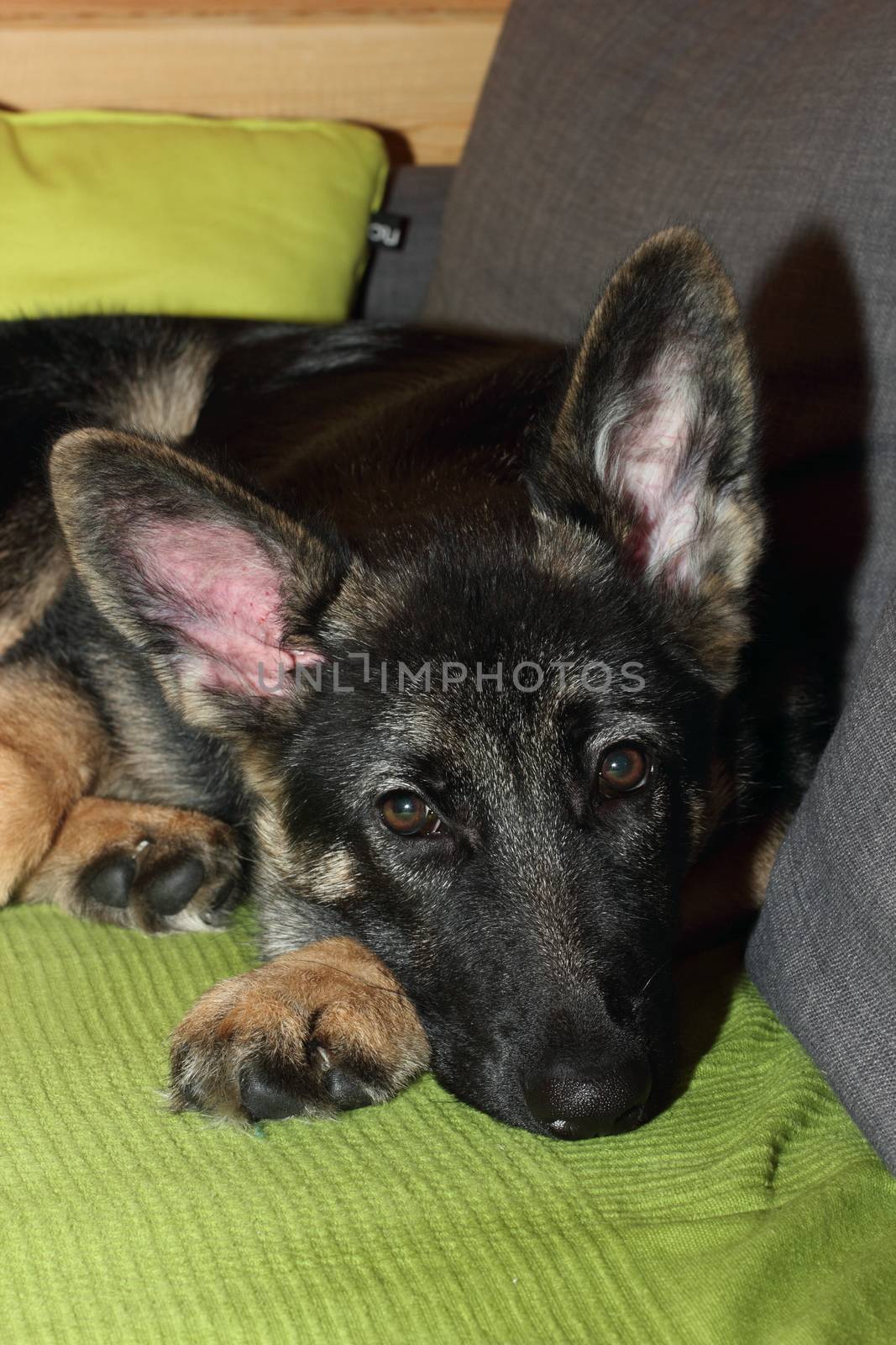 Grown German shepherd puppy lying on the couch.