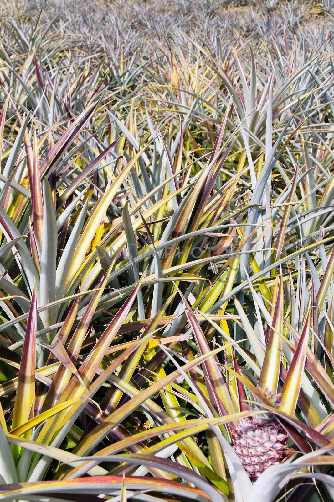 Background of pineapple fruit field