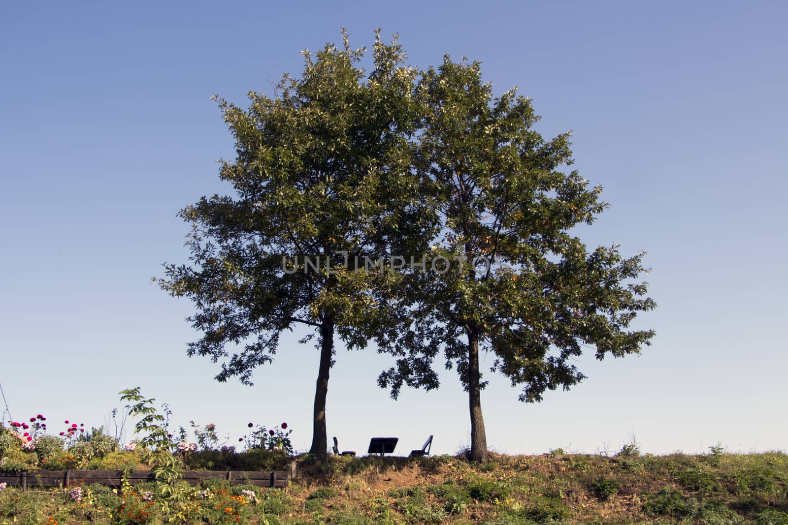 Bench below two trees