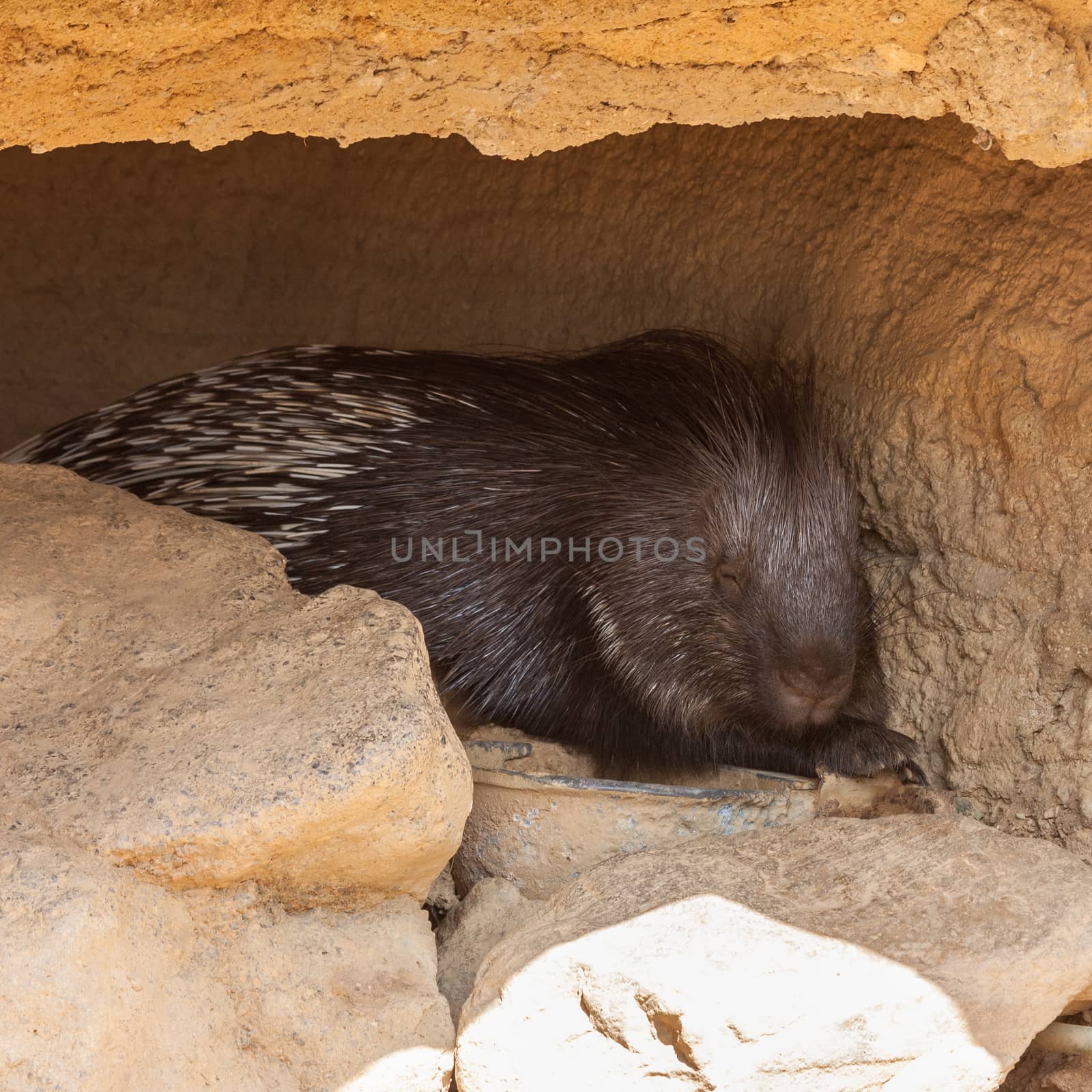 Huge porcupine sleeping in shadow during a hot day