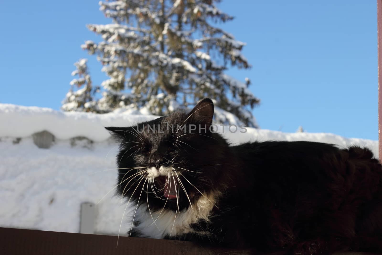 Yawning black and white fluffy cat with long whiskers