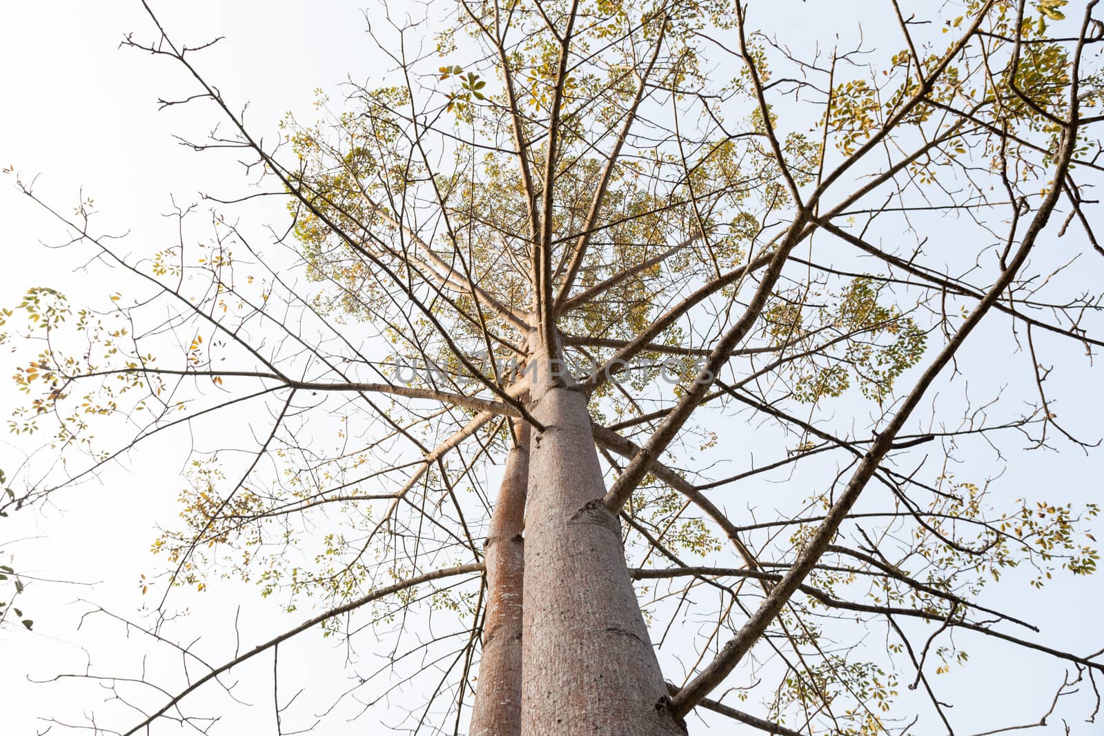 tall tree. The branching out a lot, but very rarely leaves. In the forest is wet.