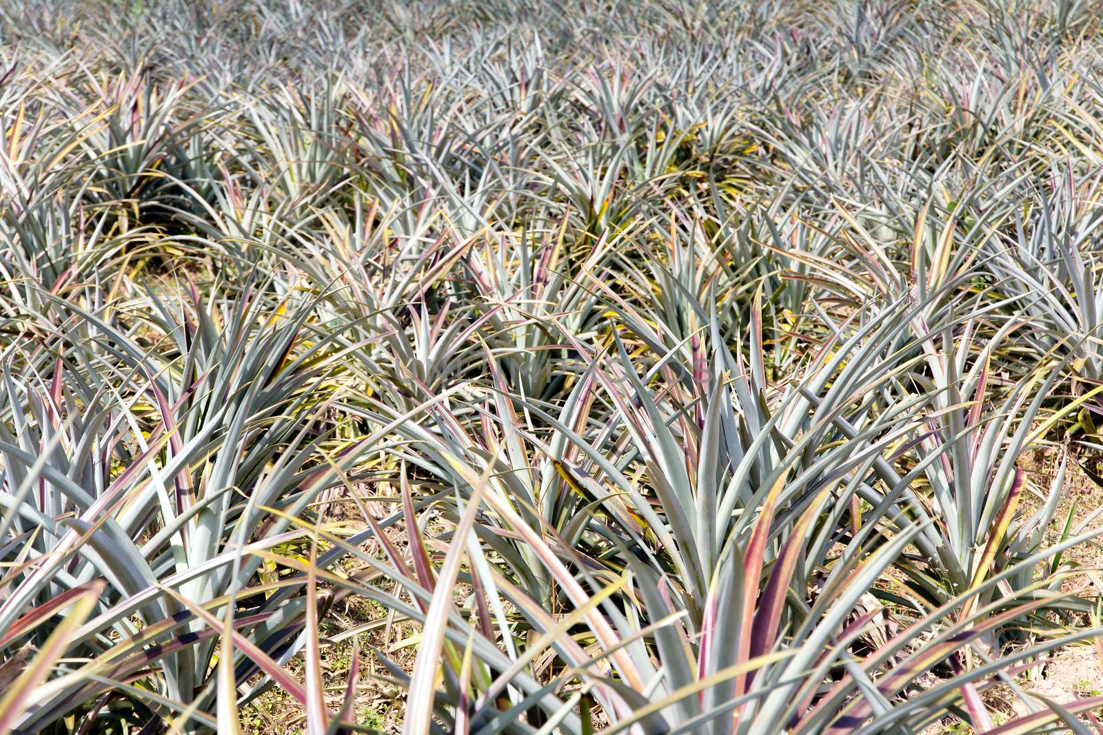 Background of pineapple fruit field