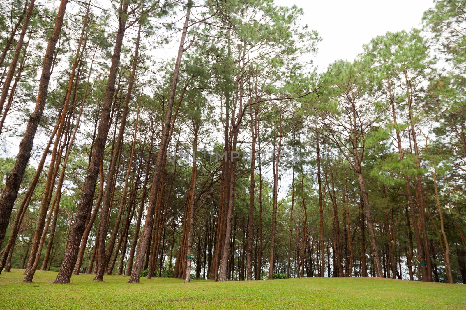 Pines growing on the grassy knoll. Pine growing on the lawn on a hill in the park.