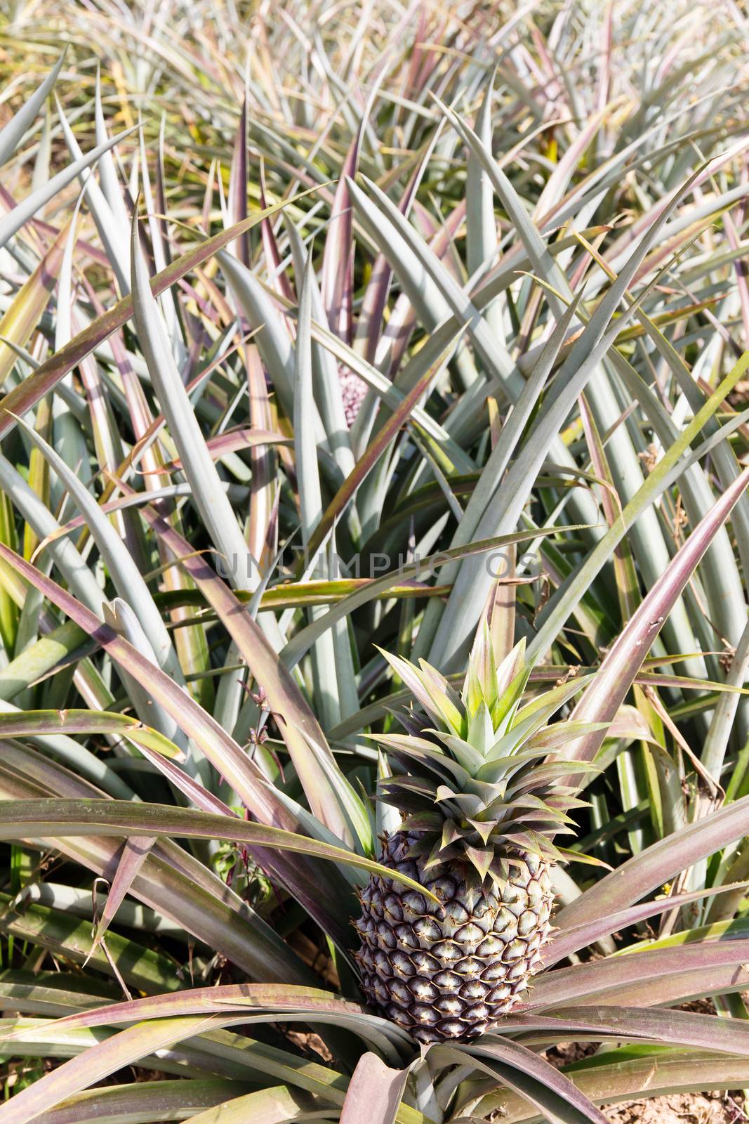 Background of pineapple fruit field