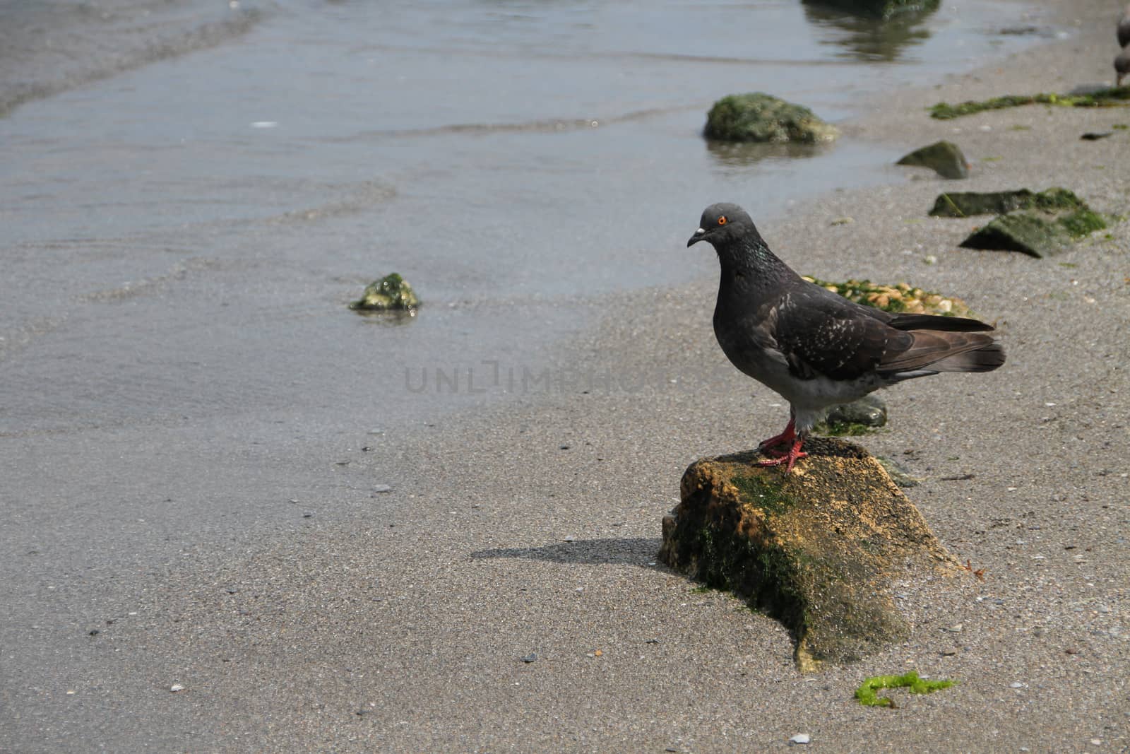 Grey dove on the rock by the sea. Seaside bird