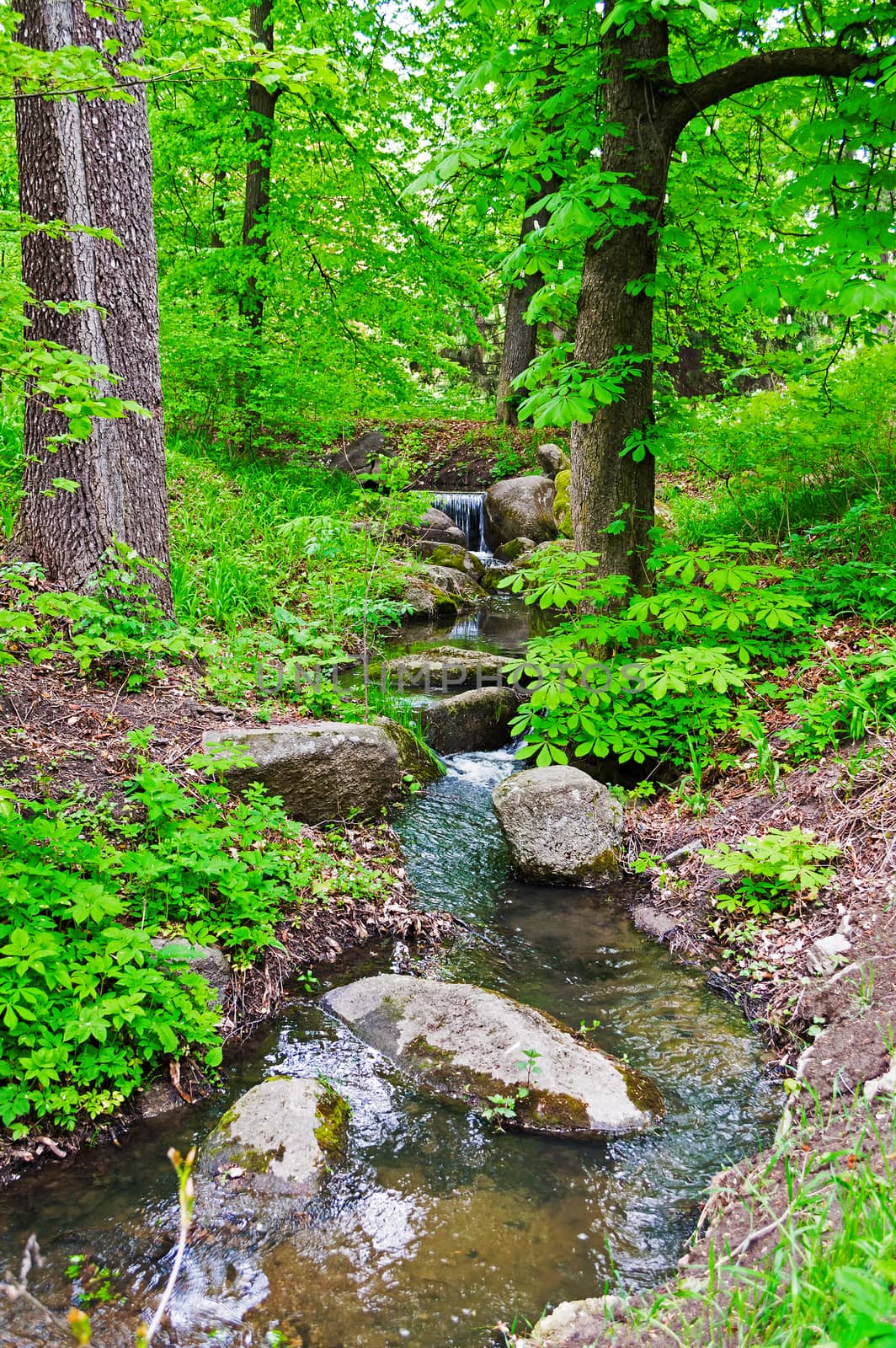 Stream in the forest