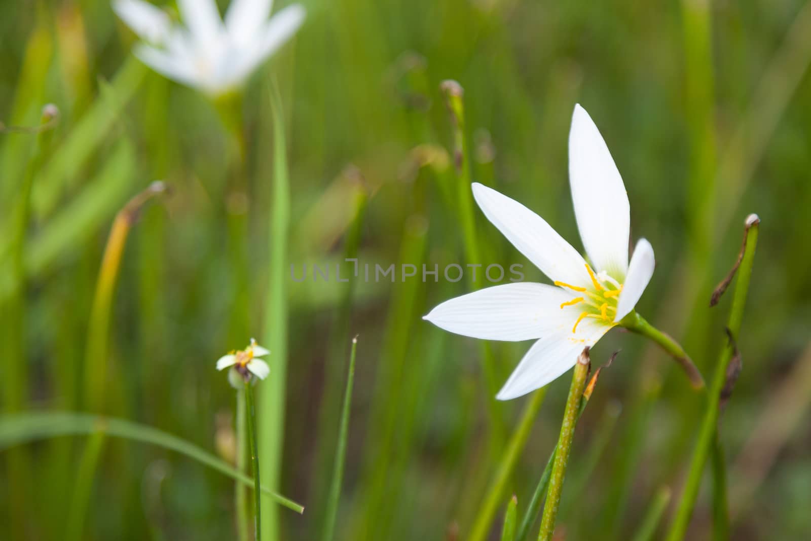 Small flower of grass by a454