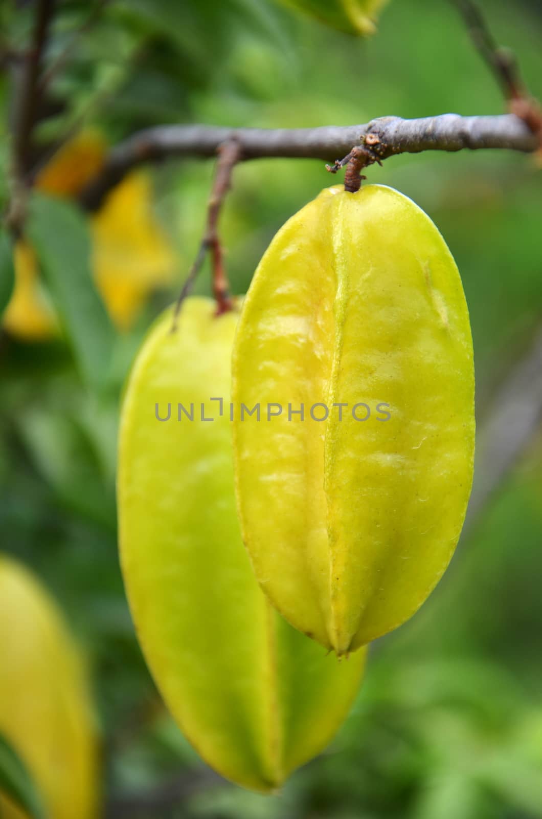 The star apples hang on theirs trees