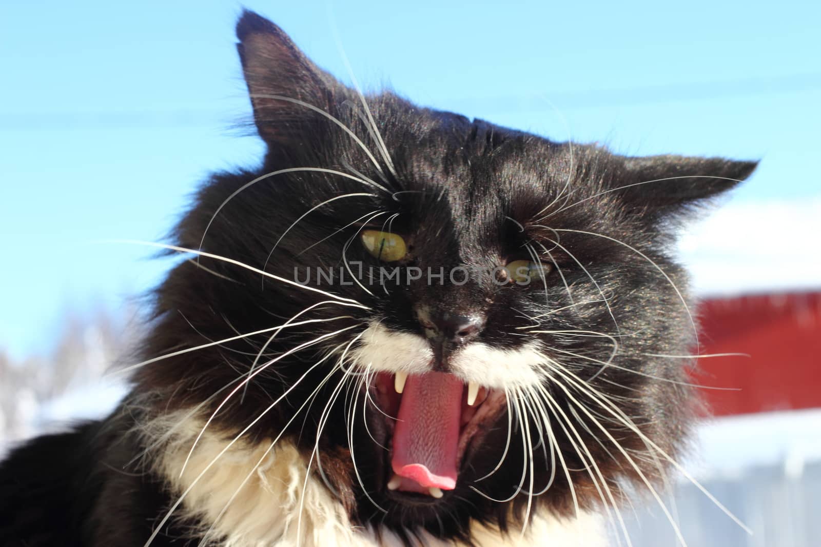 Yawning black and white fluffy cat  by Metanna