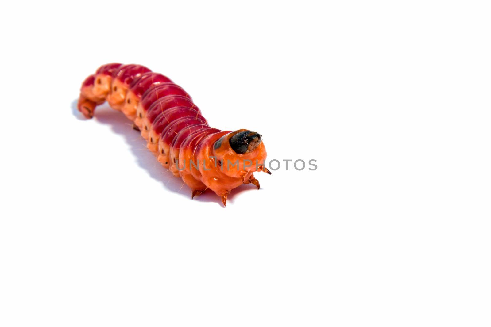 Aggressive bright colourful caterpillar in movement on a white background
