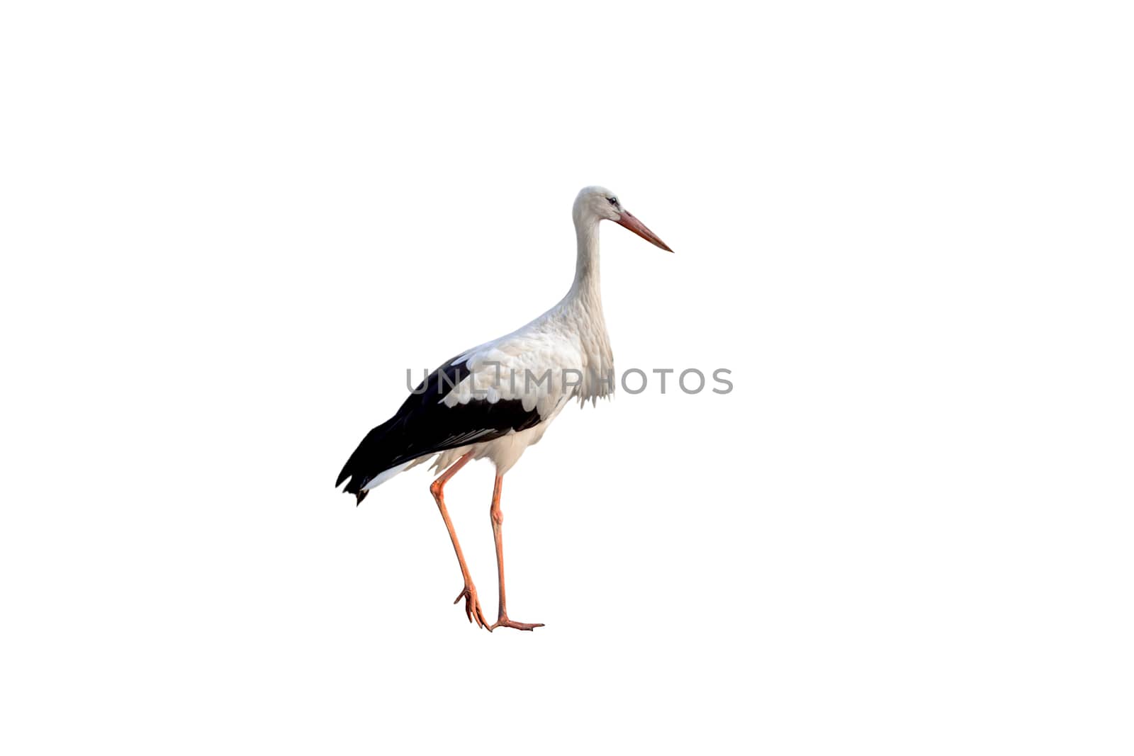 Stork by client111