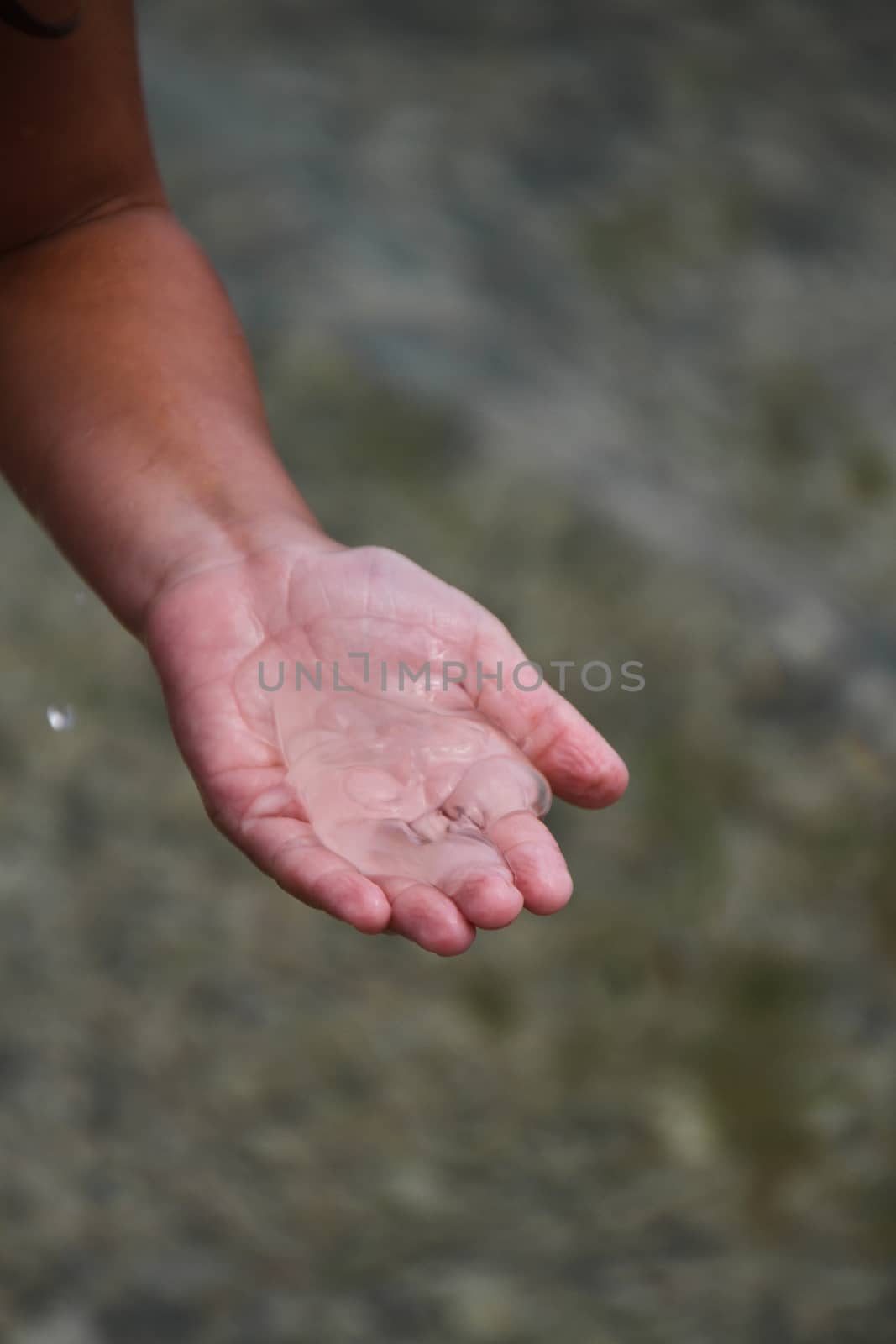 Jellyfish in the person's hand out of the water. A closeup on the background of the sea