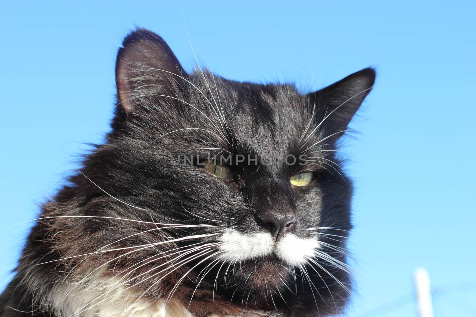 beautiful black and white fluffy cat with long whiskers