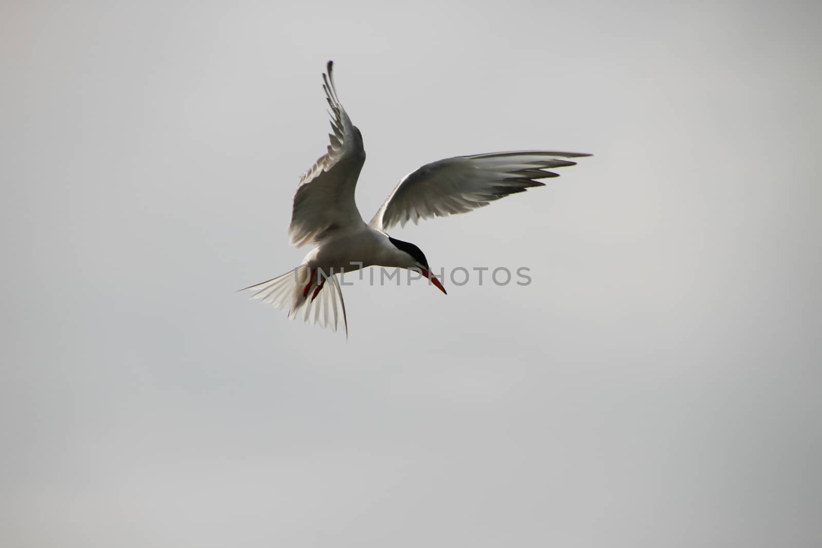 Tern beautifully hung in the air. Silhouette of a Seagull natural background