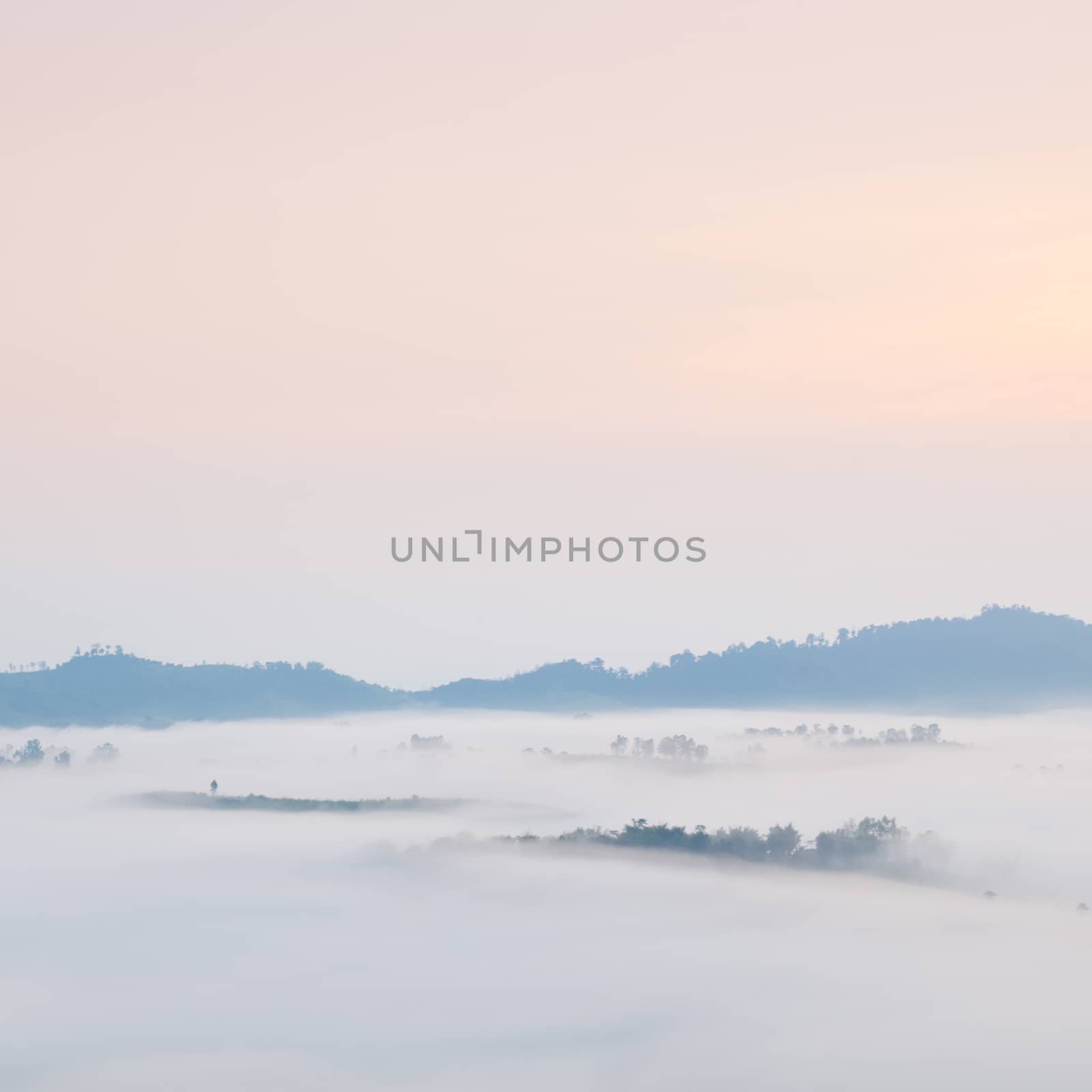 Fog covered mountains and trees by a454