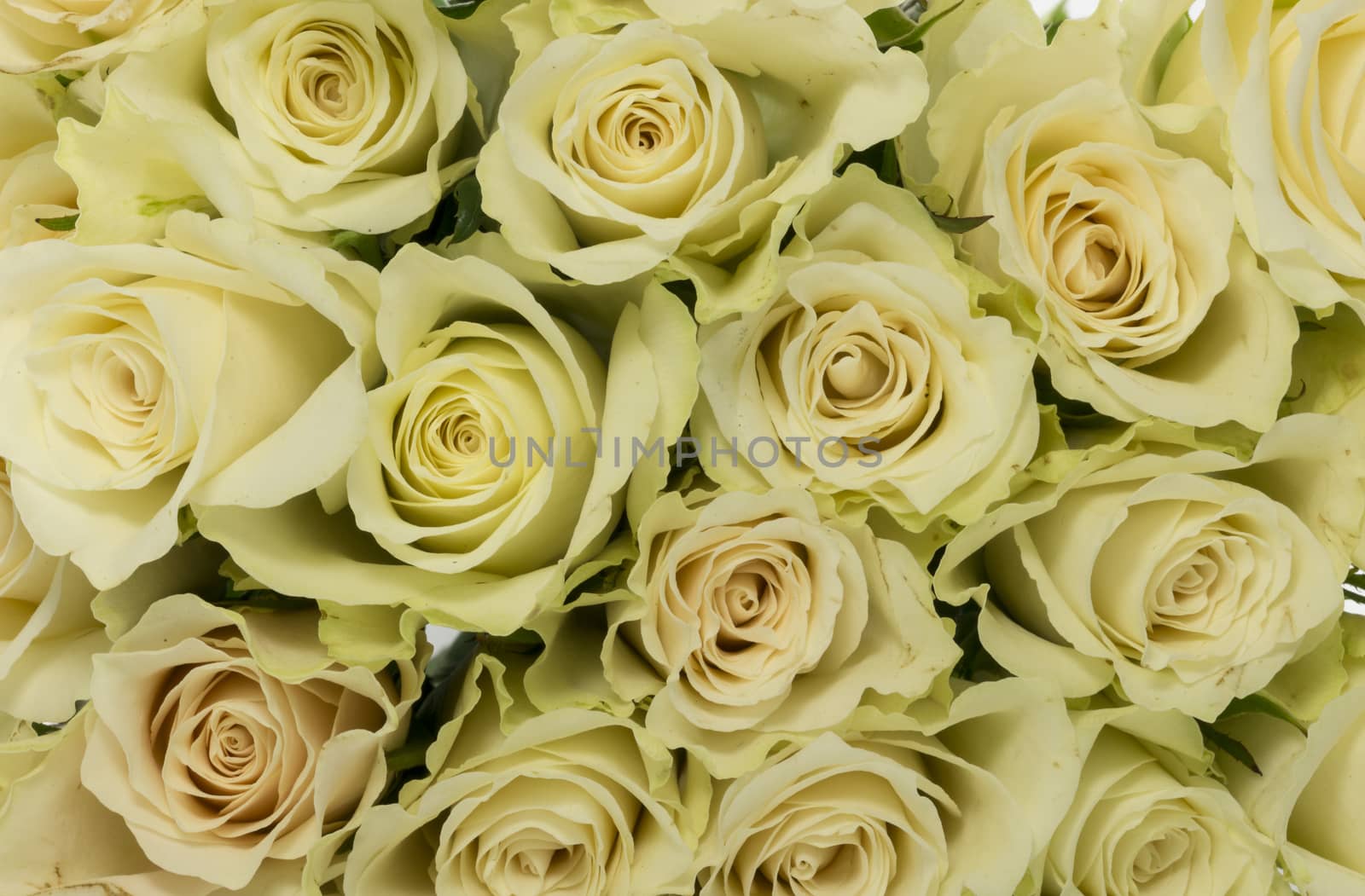 bouquet of white roses as wallpaper background