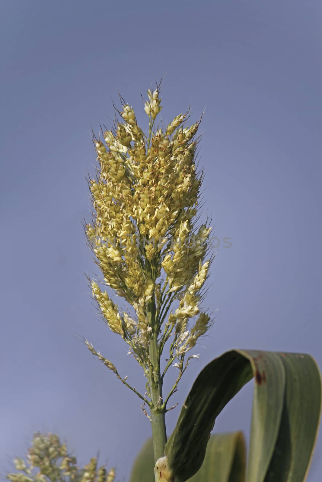 Sorghum bicolor crop by yands