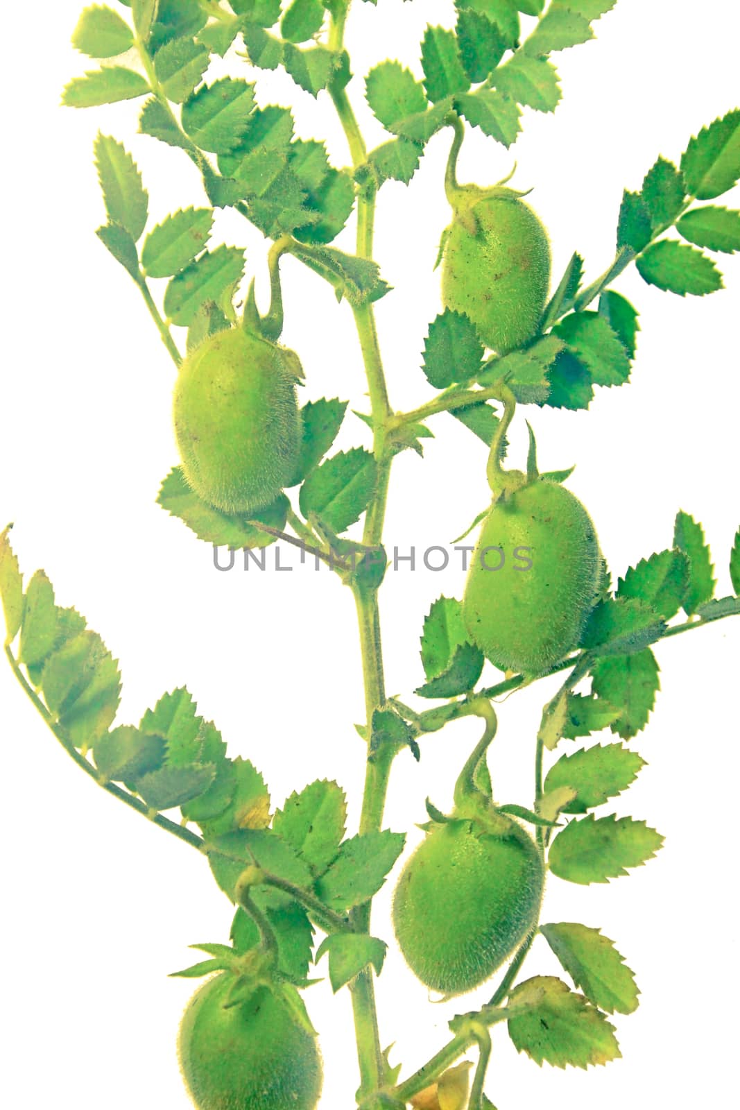 Plant with beans of cicer arietinum l