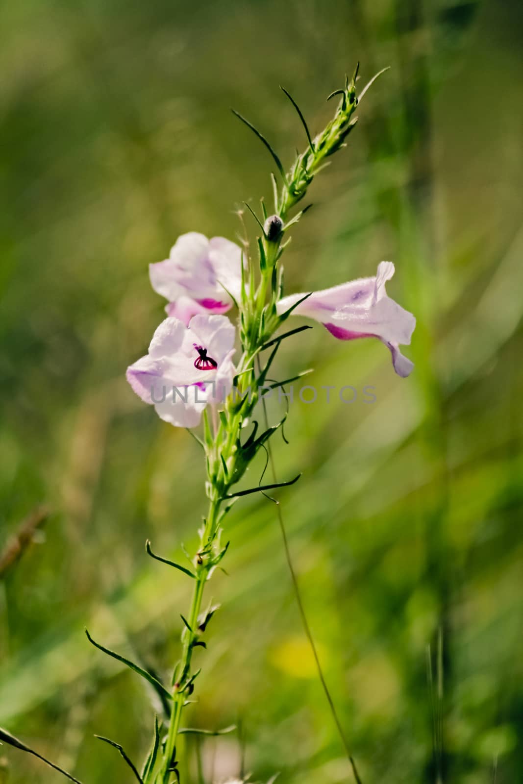 Common Sopubia, Sopubia delphinifolia by yands