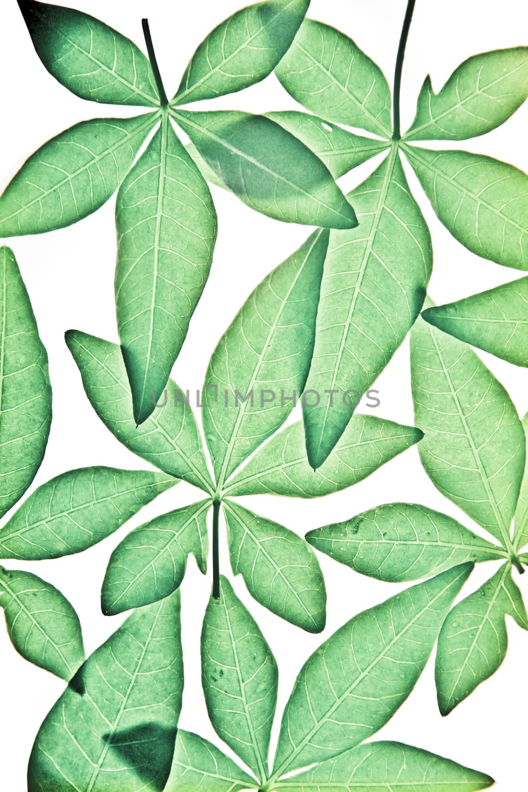 Leaves of Ipomoea cairica (I. palmata) by yands