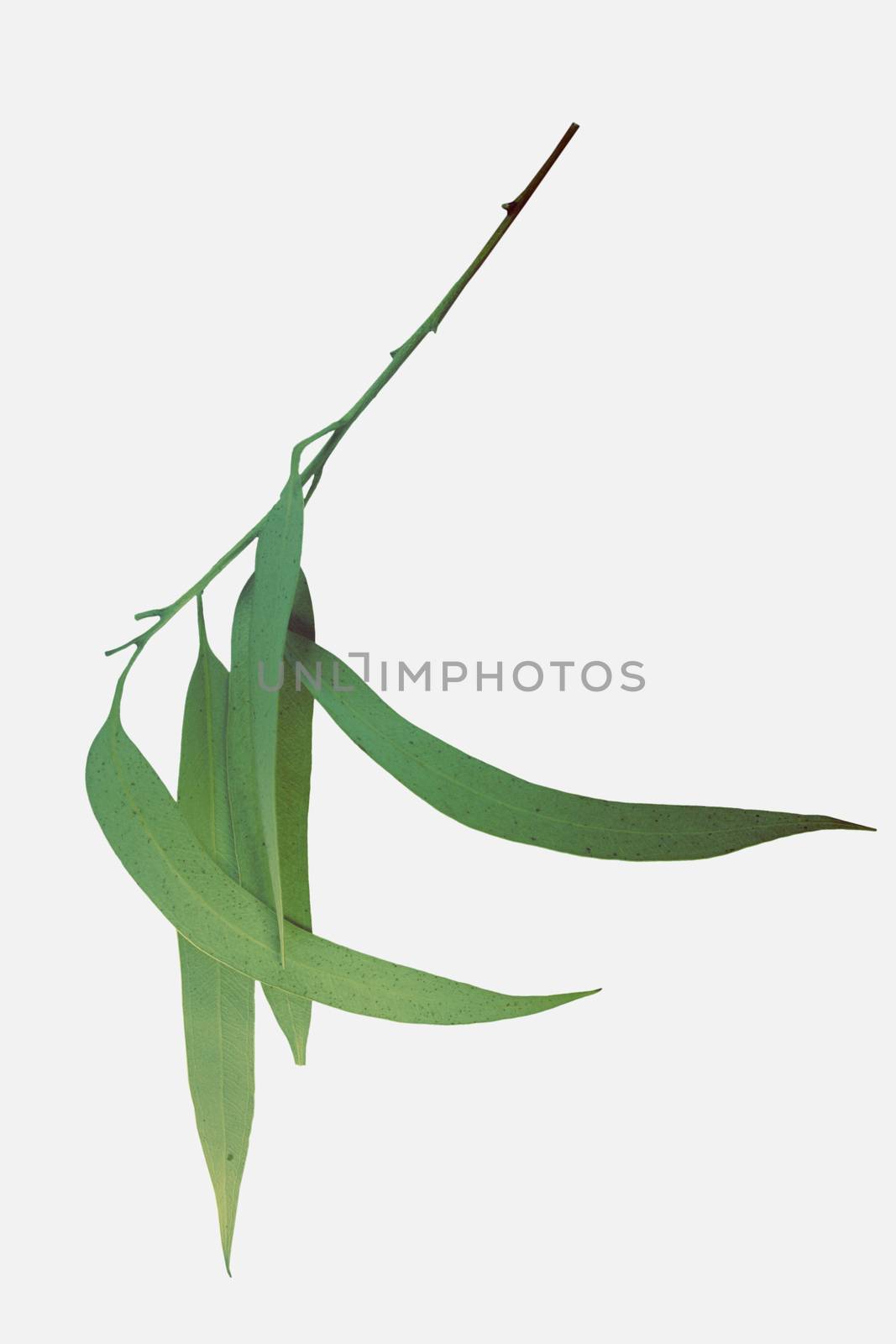 Leaves of Corymbia citriodora, Lemon Scented Gum by yands