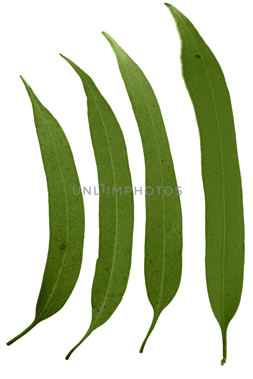 Leaves of Corymbia citriodora, Lemon Scented Gum by yands